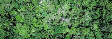 The rainforest in Santos Mercado, in Pando department on the northern border with Brazil