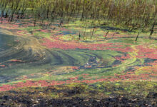 Outback Wetlands, South Australia