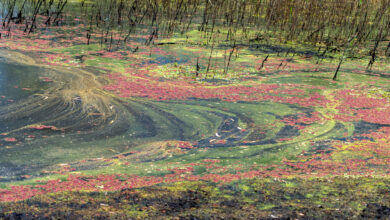 Outback Wetlands, South Australia