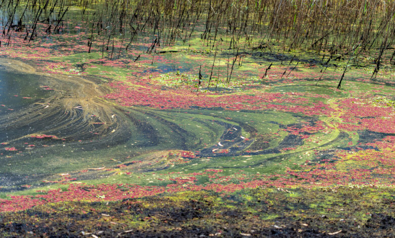 Outback Wetlands, South Australia