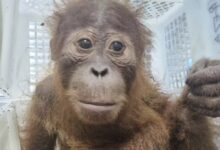 young Orang Utan