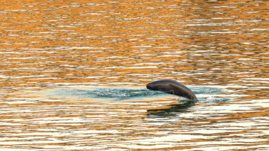 finless porpoise Yangzee River China