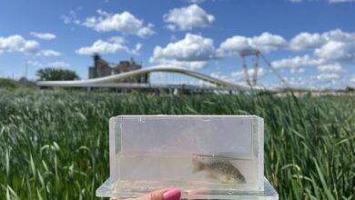 A Pumpkinseed found in one of the newly created wetlands in the Don River