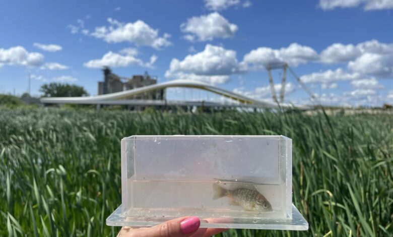 A Pumpkinseed found in one of the newly created wetlands in the Don River