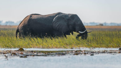 An African elephant moves through the Cuando River