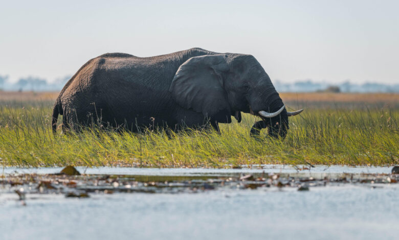 An African elephant moves through the Cuando River