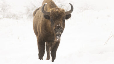 European bison