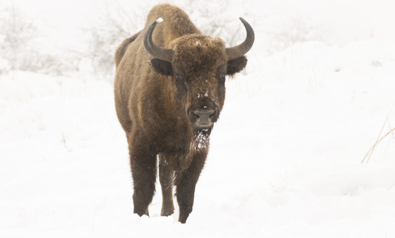 European bison