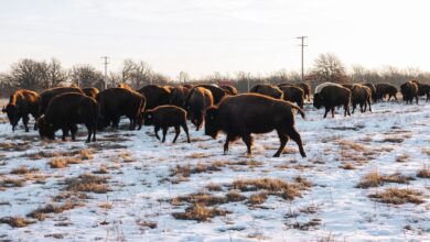 Bison in Quapaw Nation land in Oklahoma