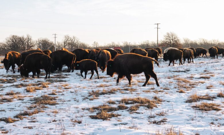 Bison in Quapaw Nation land in Oklahoma