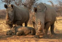 Rhino family
