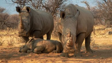 Rhino family