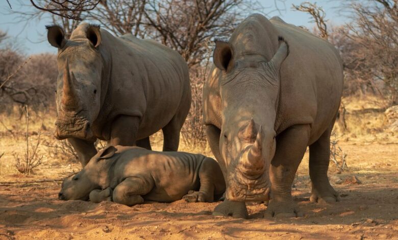 Rhino family