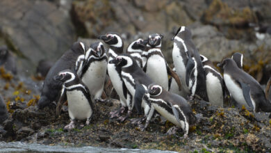Humboldt Penguins