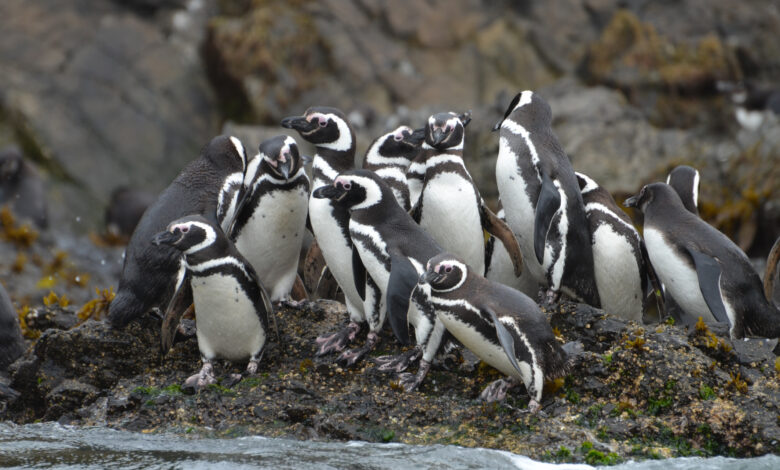 Humboldt Penguins