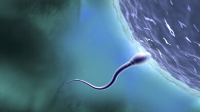 Sperm Entering Ova