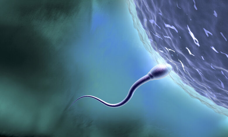 Sperm Entering Ova
