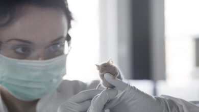 Germany, Research laboratory, Young scientist watching laboratory mouse after treatment