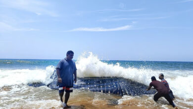Fishers helping a whale shark that had been trapped in fishing nets back into the water near Thiruvananthapuram, Kerala
