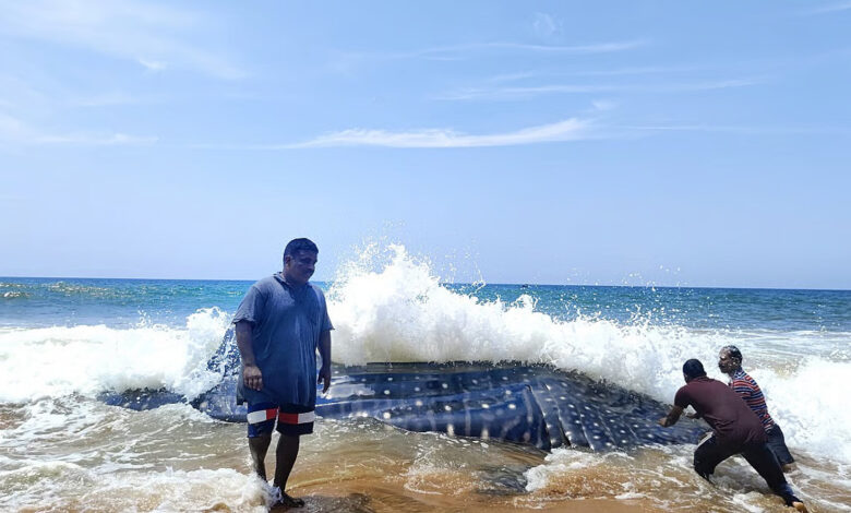 Fishers helping a whale shark that had been trapped in fishing nets back into the water near Thiruvananthapuram, Kerala