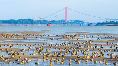 Migratory Birds Overwinter On Yangtze River In Huangshi