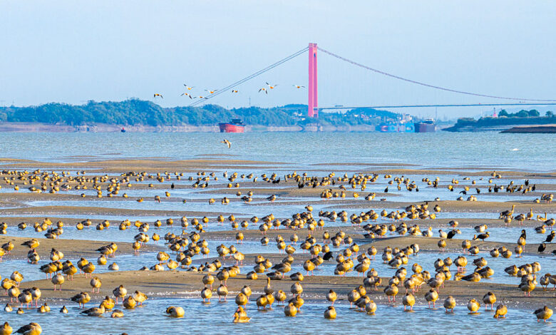 Migratory Birds Overwinter On Yangtze River In Huangshi