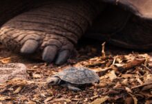 giant tortoise release Galapagos islands
