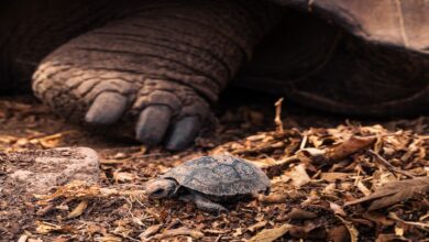 giant tortoise release Galapagos islands
