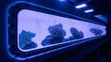 lab grown corals