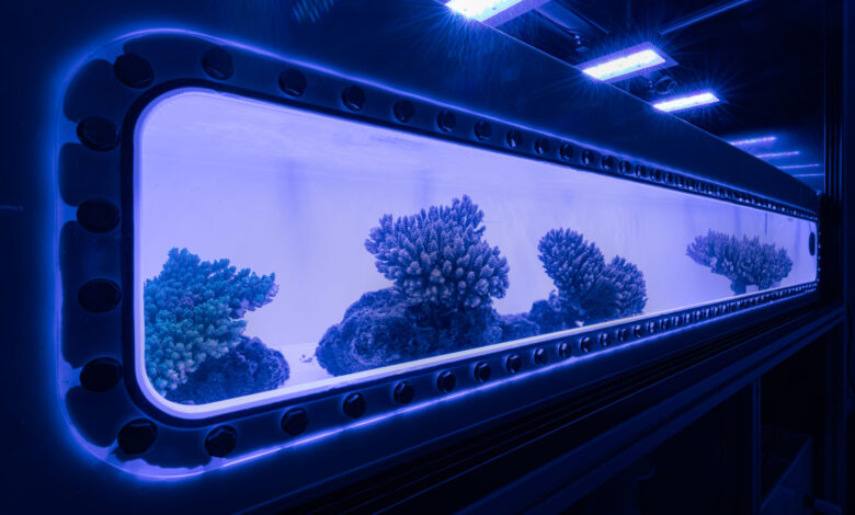 lab grown corals