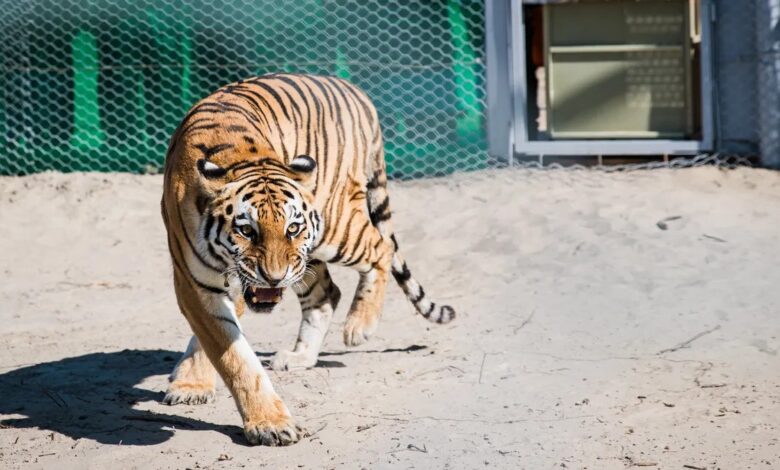 Amur tiger Kazakhstan