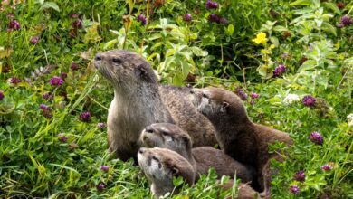 River otter with three pups