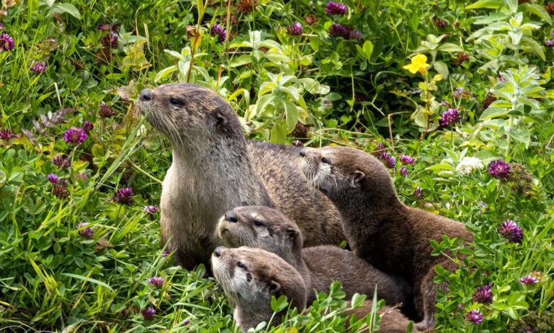 River otter with three pups