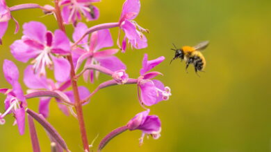 Common carder bumblebee on native flower in Scotland