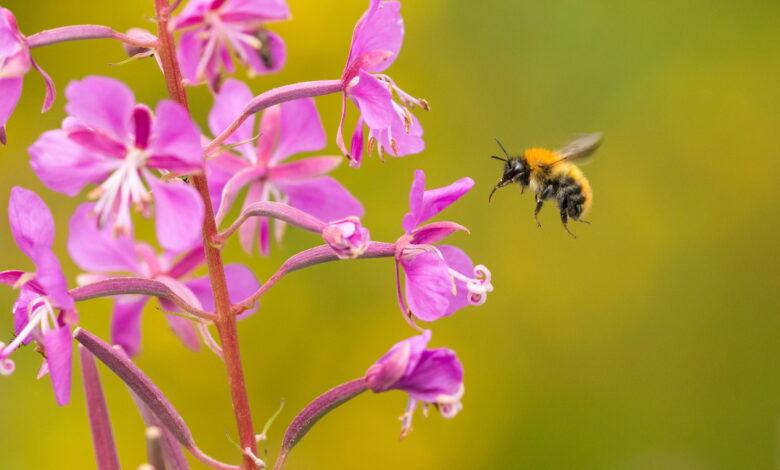 Common carder bumblebee on native flower in Scotland