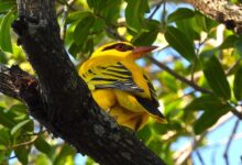 African golden oriole