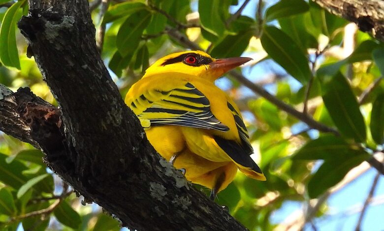 African golden oriole