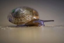 Greater Bermuda land snail