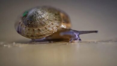 Greater Bermuda land snail