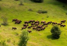 Bison herd in Romania