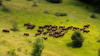Bison herd in Romania