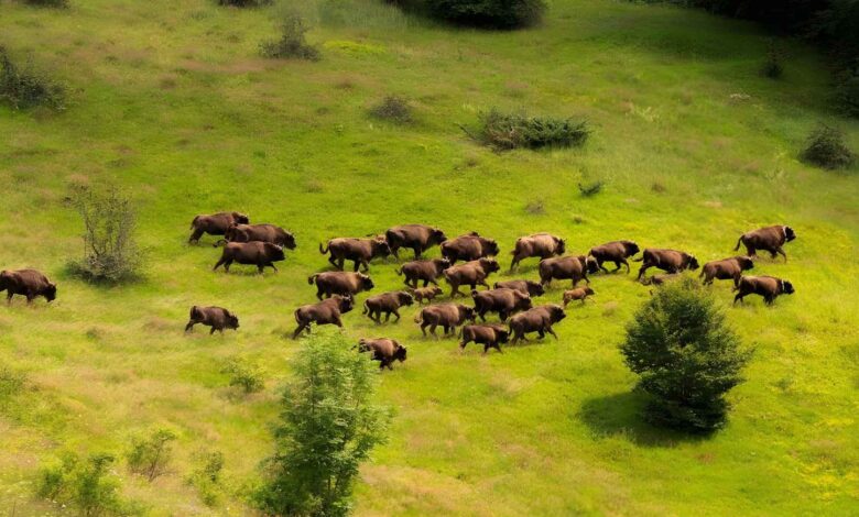 Bison herd in Romania