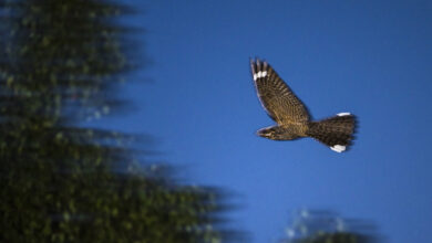 European nightjar (male) in flight at night