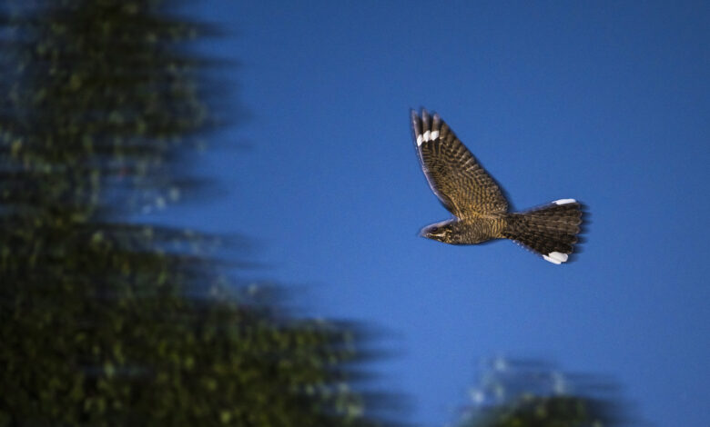 European nightjar (male) in flight at night