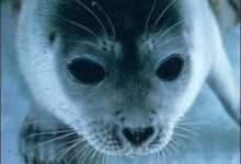 RingedSeal_NatlMarineMammalLaboratory_FPWC.jpg
