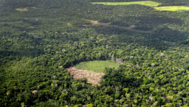 Deforestation area at Amazon rainforest