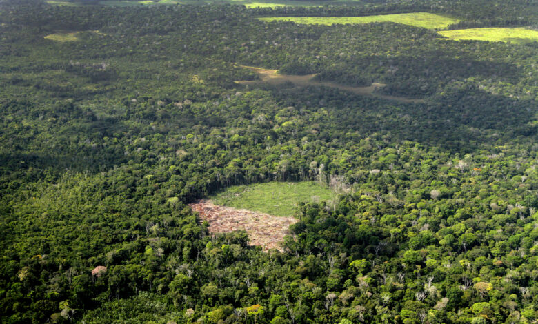 Deforestation area at Amazon rainforest