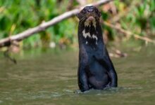 giant otter