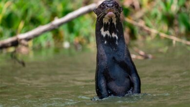 giant otter