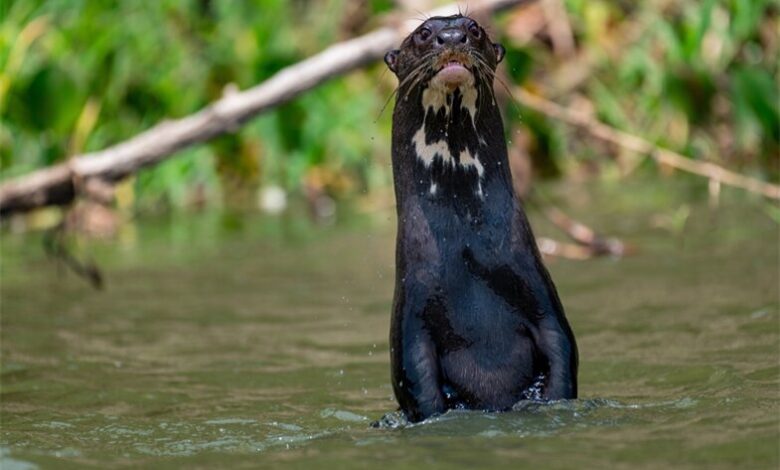 giant otter